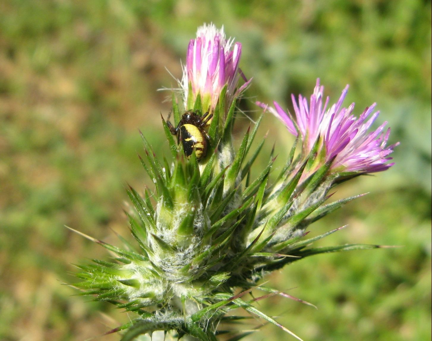 Synema globosum